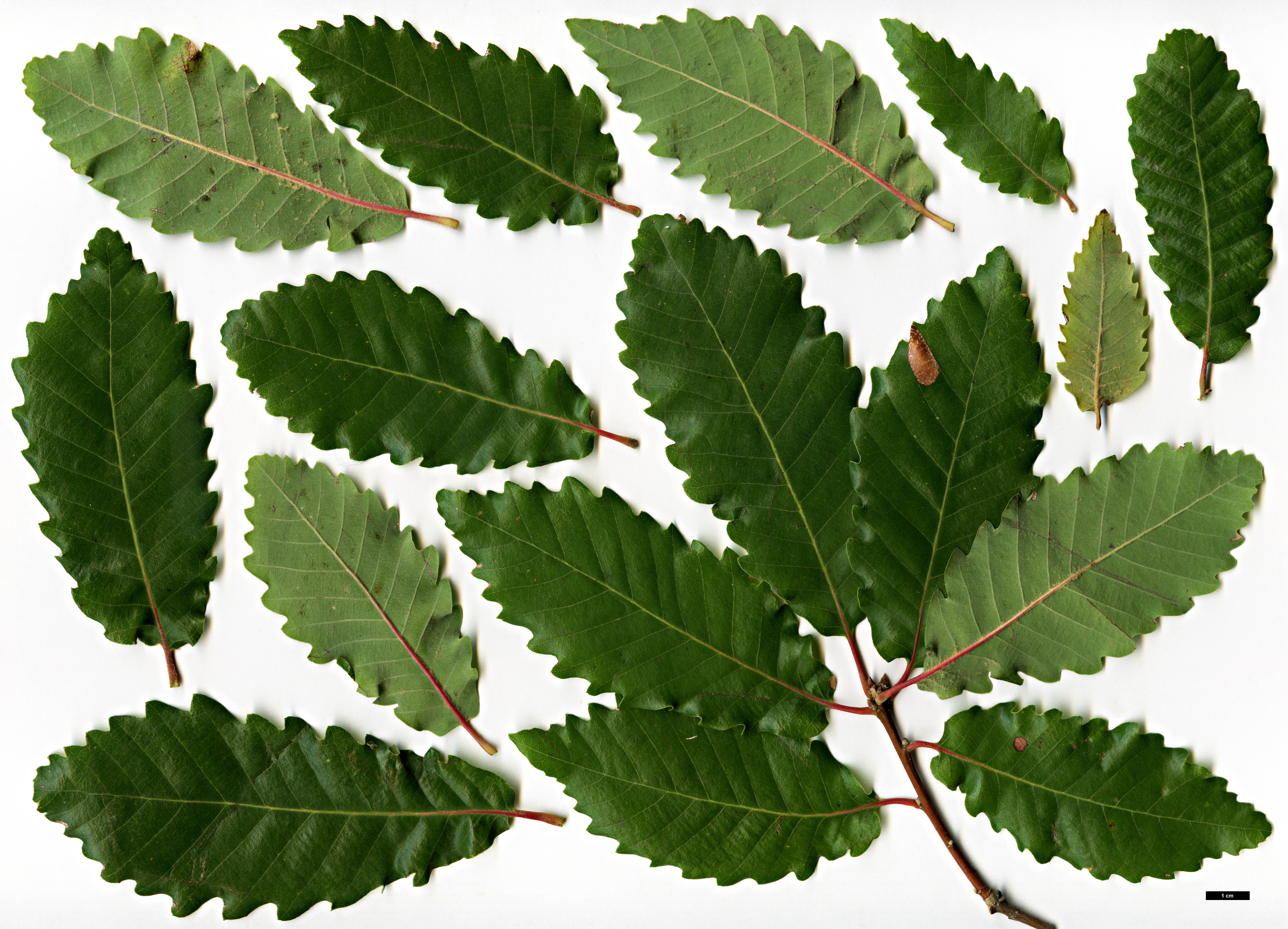 High resolution image: Family: Fagaceae - Genus: Quercus - Taxon: canariensis 